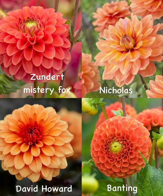 Dahlien-Knollen Orange-Kollektion