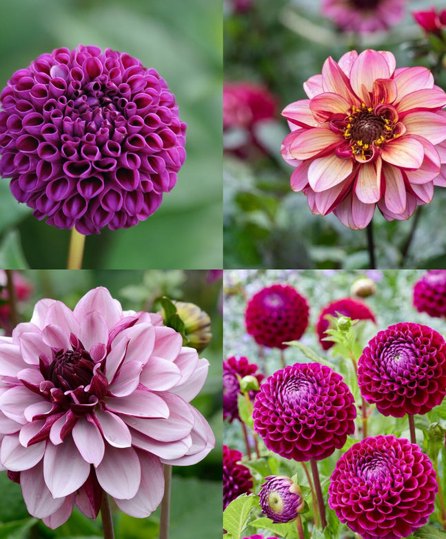 Dahlien-Knollen Purple-Kollektion