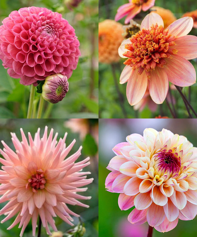 Dahlien-Knollen Lachs/Rosa-Kollektion