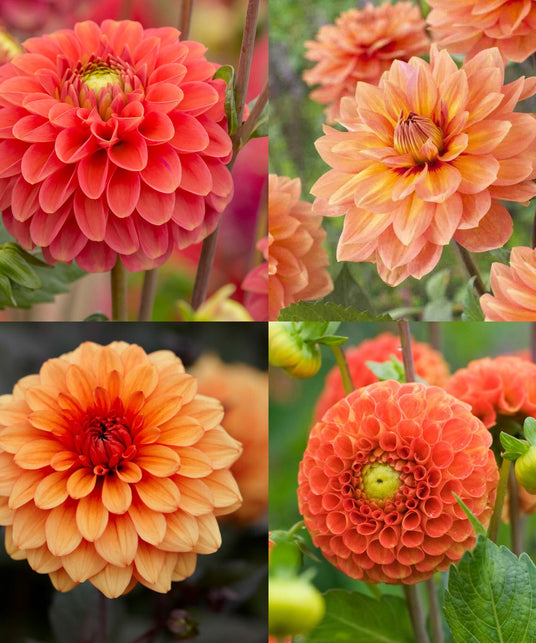 Dahlien-Knollen Orange-Kollektion