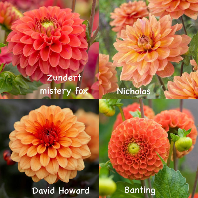 Dahlien-Knollen Orange-Kollektion