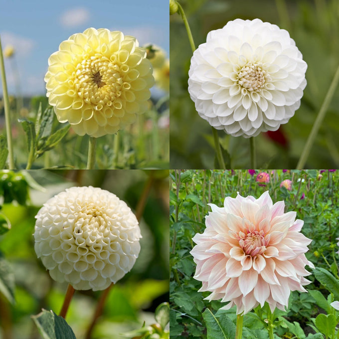 Dahlien weiss/gelb-Kollektion