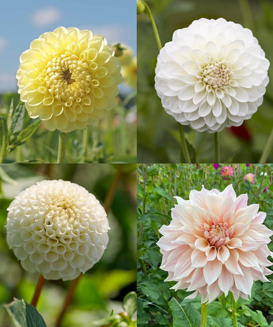 Dahlien weiss/gelb-Kollektion