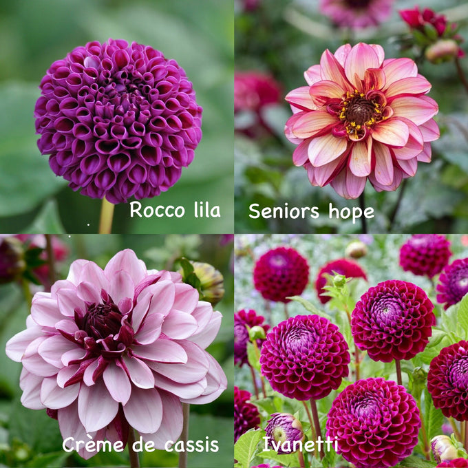 Dahlien-Knollen Purple-Kollektion