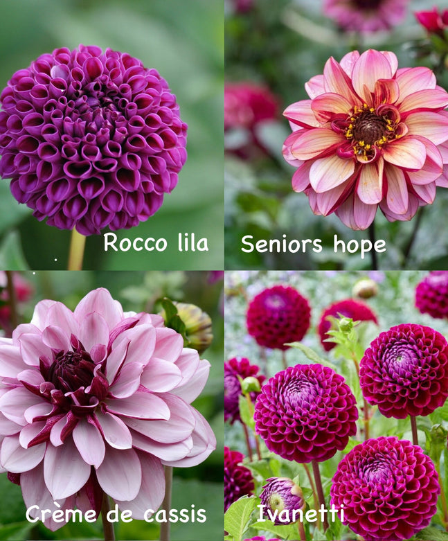 Dahlien-Knollen Purple-Kollektion