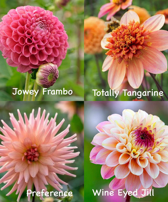 Dahlien-Knollen Lachs/Rosa-Kollektion