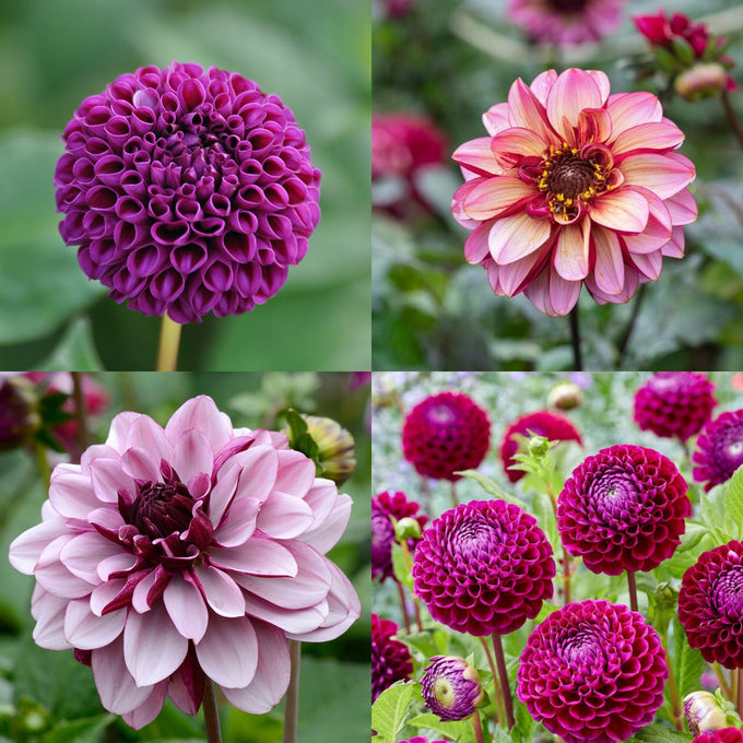 Dahlien-Knollen Purple-Kollektion