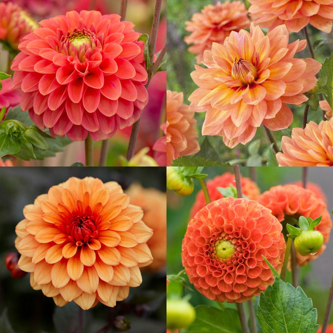 Dahlien-Knollen Orange-Kollektion