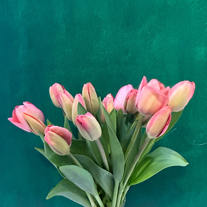 Tulpen-Bund