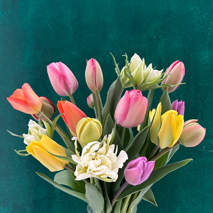 Tulpen-Bund